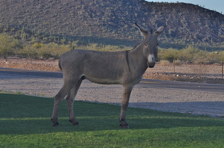 burro
